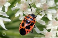 Schnabelkerfe (Hemiptera) >