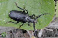 Käfer (Coleoptera) >