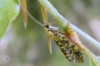 Köcherfliegen (Trichoptera) >