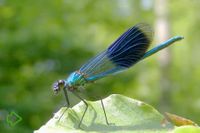 Gebänderte Prachtlibelle (Calopteryx splendens) >