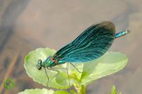 Blauflügel-Prachtlibelle (Calopteryx virgo) >