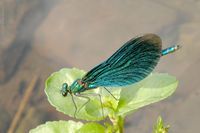 M&auml;nnchen auf einem Blatt der Bachbunge an einem Wiesentalbach