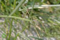 Südliche Binsenjungfer (Lestes barbarus) >