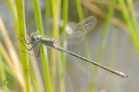 Gemeine Binsenjungfer (Lestes sponsa) >