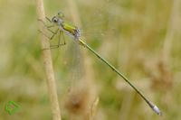 Kleine Binsenjungfer (Lestes virens) >