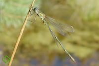 Weidenjungfer (Chalcolestes viridis) >