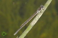 Gemeine Winterlibelle (Sympecma fusca) >