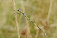 M&auml;nnchen der Kleinen Binsenjungfer