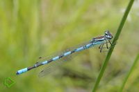 Speer-Azurjungfer (Coenagrion hastulatum) >