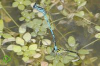 Hufeisen-Azurjungfer (Coenagrion puella) <