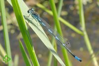 Fledermaus-Azurjungfer (Coenagrion pulchelllum) >