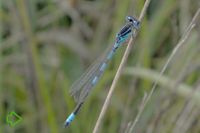 Gabel-Azurjungfer (Coenagrion scitulum) >