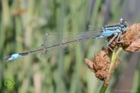 Große Prchlibelle (Ischnura elegans) >