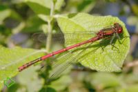 Frühe Adonislibelle (Pyrrhosoma nymphula) >