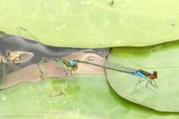 Eiablage-Tandem des Kleinen Granatauges auf Schwimmbl&auml;ttern