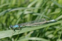 Ein von der Eiablage im Bootswellenschlag der Weser stark verschmutztes Weibchen