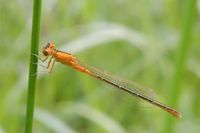 Attraktive Farbphase der jungen Weibchen bei der Kleinen Pechlibelle