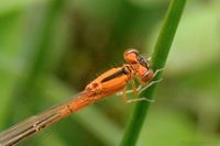 Detailaufnahme der Orangephase der Weibchen