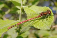 Das leuchtende Rot der Fr&uuml;hen Adonislibelle