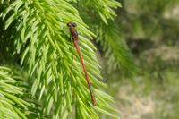 M&auml;nnchen der Fr&uuml;hen Adonislibelle auf exponierter Sitzwarte