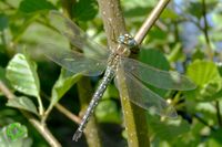 Früher Schilfjäger (Brachytron pratense) >