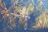 Ein tot auf dem Wasser treibendes Weibchen, bereits leicht verpilzt