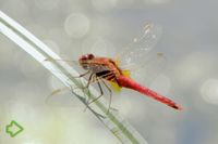 Feuerlibelle (Crocothemis erythraea) >