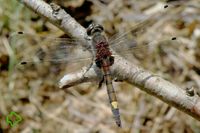 Große Moosjungfer (Leucorrhinia pectoralis) >