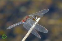 Nordische Moosjungfer (Leucorrhinia rubicunda) >