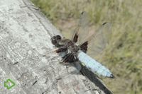 Plattbauch (Libellula depressa) >