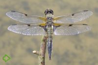 Vierfleck (Libellula quadrimaculata) >