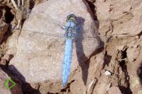 Südlicher Blaupfeil (Orthetrum brunneum) >