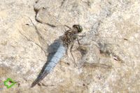 Großer Blaupfeil (Orthetrum cancellatum) >