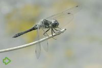 Schwarze Heidelibelle (Sympetrum danae) >