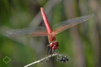 Frühe Heidelibelle (Sympetrum fonscolombii) >