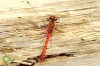 Blutrote Heidelibelle (Sympetrum sanguineum) >