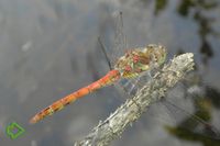 Große Heidelibelle (Sympetrum striolatum) >