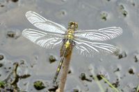 Ein geschl&uuml;pftes M&auml;nnchen erwartet auf seiner Exuvie den ersten Flug seines Lebens.