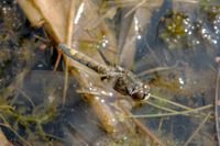 Weibchen der Gro&szlig;en Moosjungfer bei der schwingenden Eiablage aus der Luft