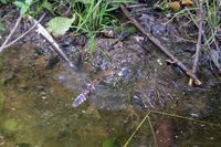 An einem Quellaustritt am Waldweg eierlegend wippendes Plattbauch-Weibchen