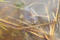 Eigelege des Plattbauchs auf dem Wasser eines Lichtungsteichs