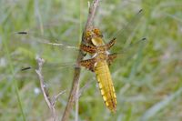 Ein soeben von seinem Erstflug gelandetes Plattbauch-Weibchen