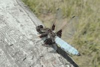 Typisch hellblau bereiftes Plattbauch-M&auml;nnchen auf seiner territorialen Ansitzwarte