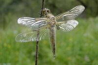 Vor dem ersten Flug wird &uuml;bersch&uuml;ssiges Wasser abgegeben, hier am Beispiel des Vierflecks.