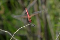 M&auml;nnchen der Fr&uuml;hen Heidelibelle (Invasionsgeneration vom Fr&uuml;hsommer)