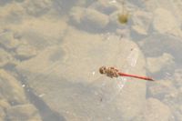 &Uuml;ber dem Wasser patrouillierendes M&auml;nnchen der Gro&szlig;en Heidelibelle