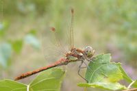 Ein M&auml;nnchen der Gro&szlig;en Heidelibelle in Seitenansicht