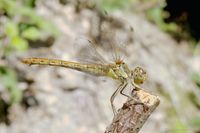 Weibchen der Gemeinen Heidelibelle auf einem Ansitz