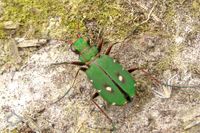 Laufkäfer (Carabidae) >