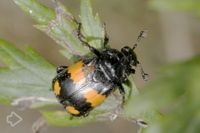 Aaskäfer (Silphidae) >